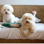 Cute Plush Toy Pet Cute Toy Dog Interactive Toy DurAble - Image 5