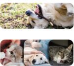 Pet  Deodorant  Cleaning  Wipes - Image 4