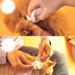 Cat Dog Claw Cleaning Pet Wipes - Image 3