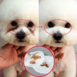 Pet Eye Grooming Wipes Dog Cat Eyes Gentle Tear Stain Cleaning Wet Wipes Hygienic Grooming Pet Wipes - Image 2