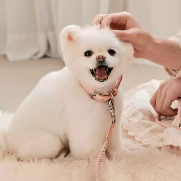 Dog Collar Leather Hand Holding Rope Dog Leash Collar Pet Small And Medium Size