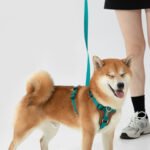 Dog Rope Leash Multifunctional Explosion-proof Okinawa Dog Leash Chest Strap