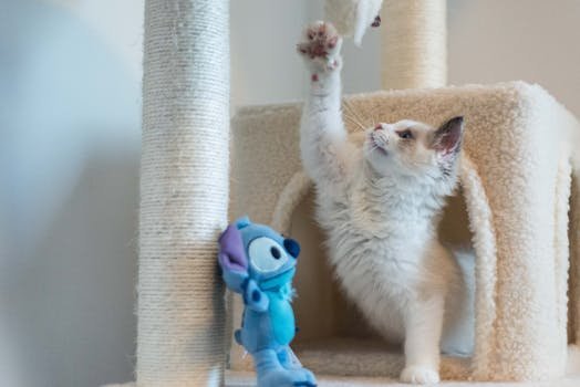 Adorable kitten playing with toy on cat tree indoors. Perfect pet-themed stock photo.