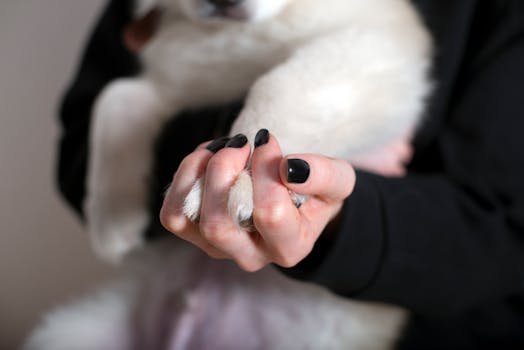 Intimate moment of a person holding a dog's paw, symbolizing companionship and trust.